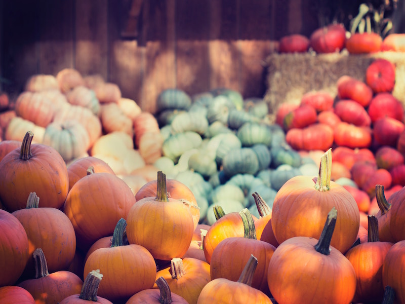 abundance-agriculture-close-up-383605