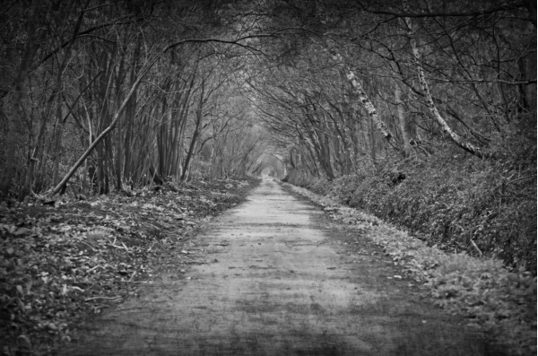 path-through-the-woods